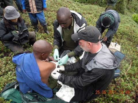 Infant Infura Freed from Snare by the Gorilla Doctors